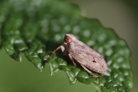 La Cigale bossue (Homoptre - Issidae - Issus coleoptratus)